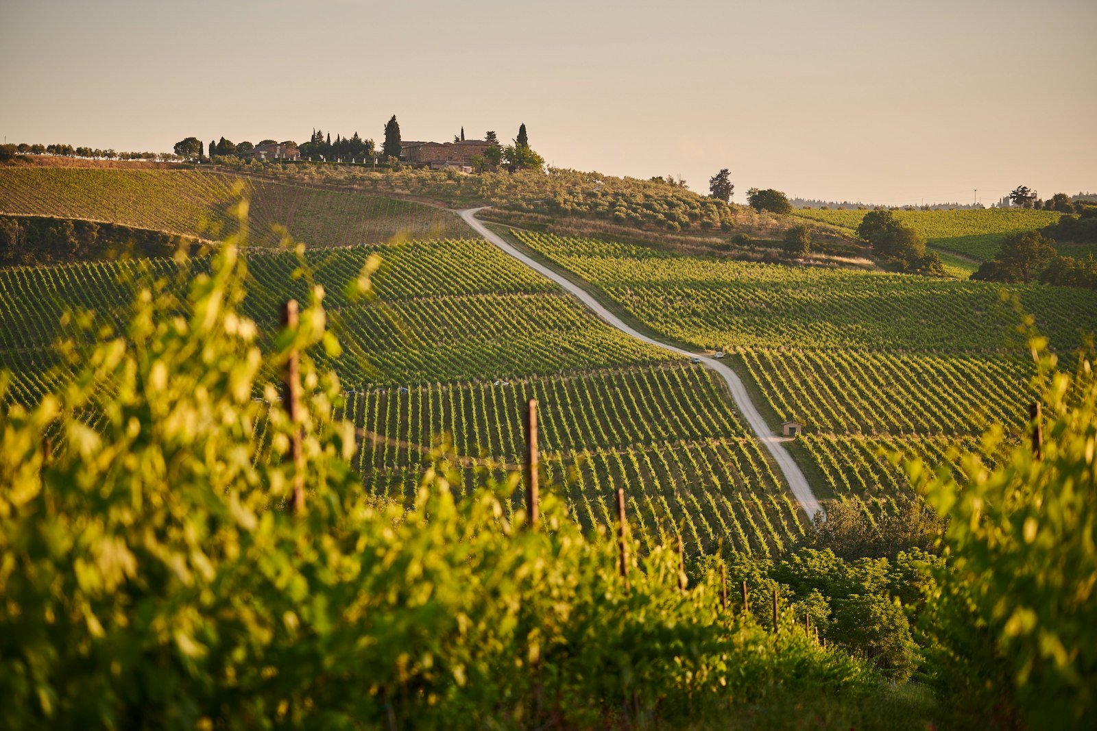 Chianti wine tour from Florence: how to plan it, wineries and tips